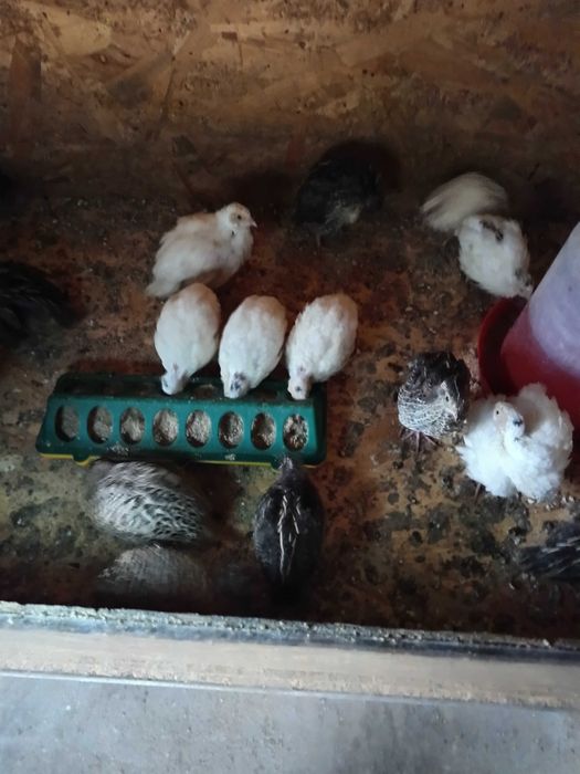 Prepelițe la 3-4 săptămâni