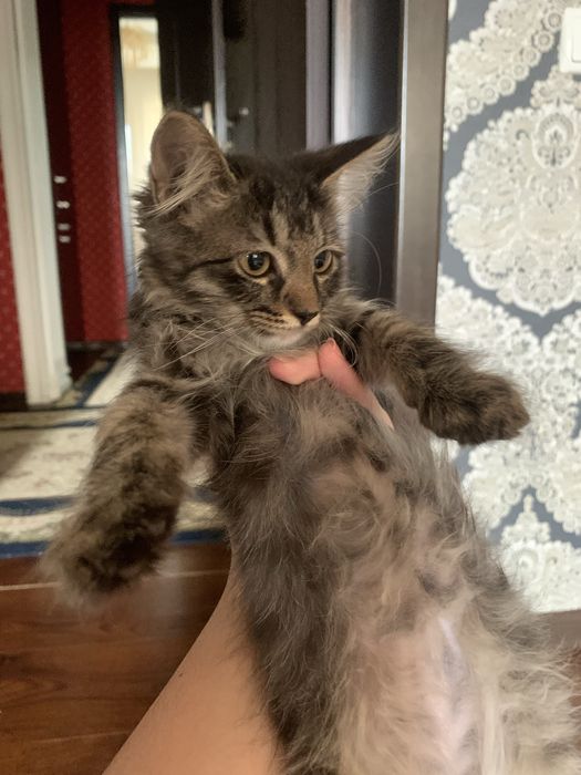 породистый котенок