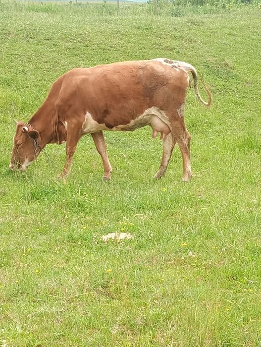 Vând jiuninca la a doua fătare