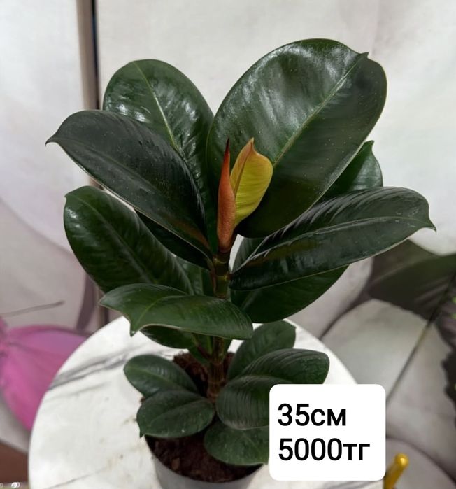 Комнатные растение