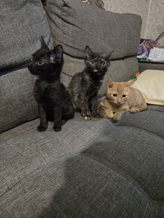 Котята от домашней кошки в добрые руки