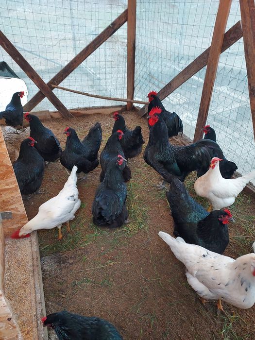 Oua pentru incubat Australorp Negru
