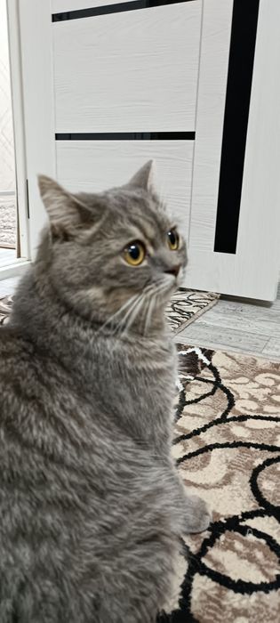 Кот скоттиш страйт