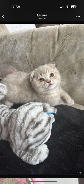 Шотланский котёнок скоттиш фолд