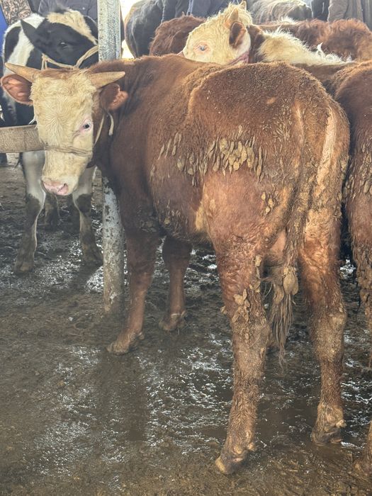 бычки откорм акбас