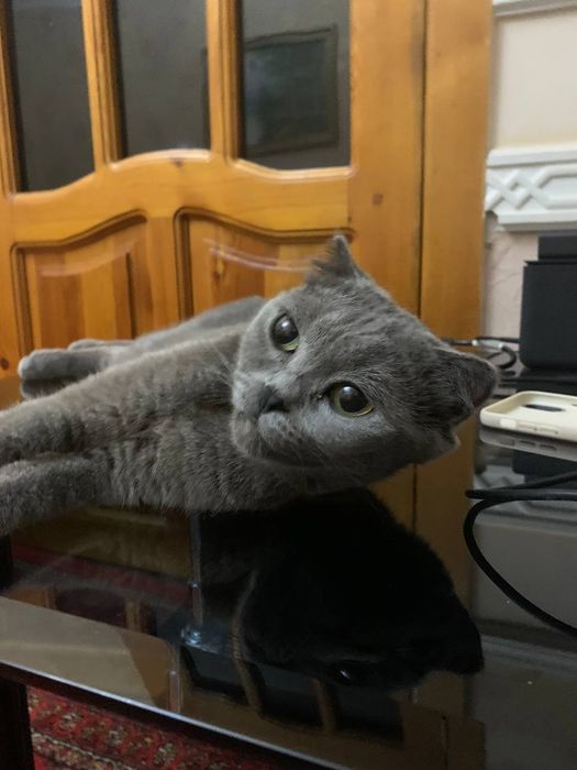 Отдаем кошку в хорошие руки