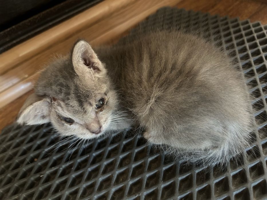 Котята бесплатно