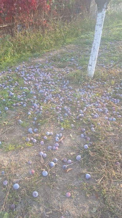Vand prune  coapte pentru tuica, soi Anaspet