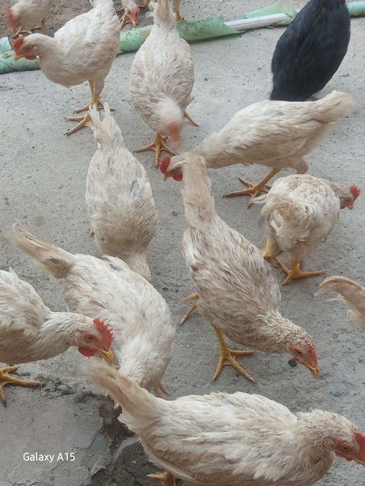 4 oylik jujalar sotiladi