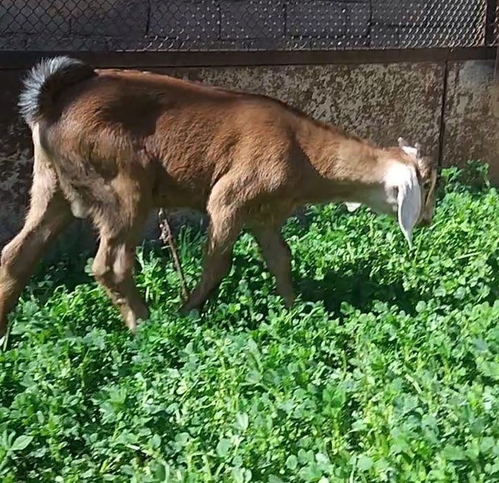 АнглоНубийский ешкі Қойға бартер