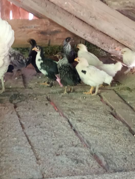 Pui de găină pitică