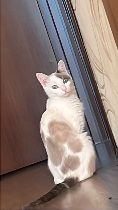 отдам в хорошие руки, девочка