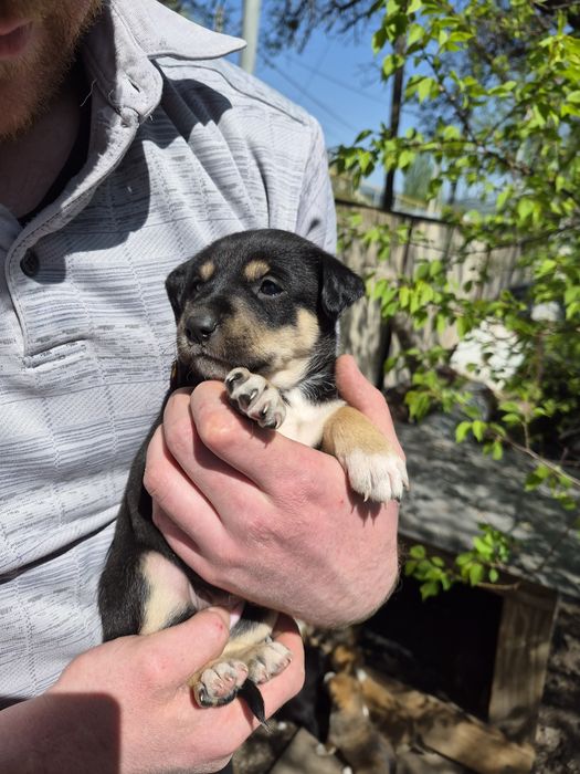 Щенки 2 месяца (4 мальчика, 2 девочки)