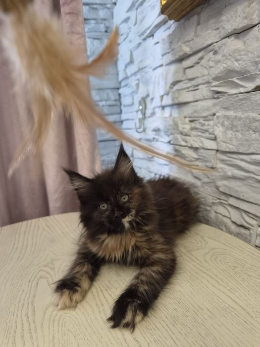 Котенок мейн - кун