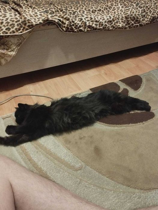 Отдам кошку в добрые руки