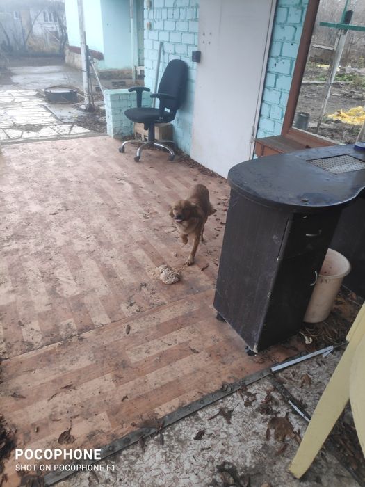 Кто потерял собачку?