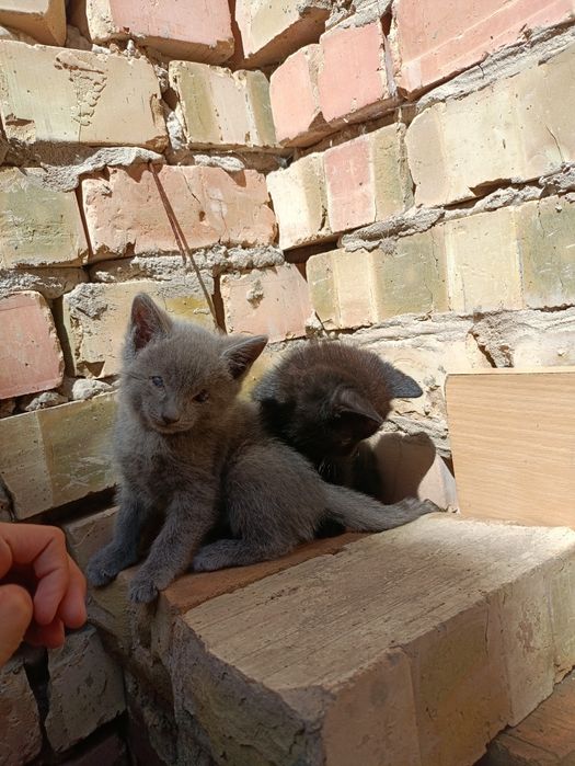 Продаю котят 2 черный 1 серый