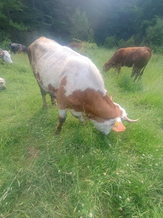 Vând junincă bălțată românească