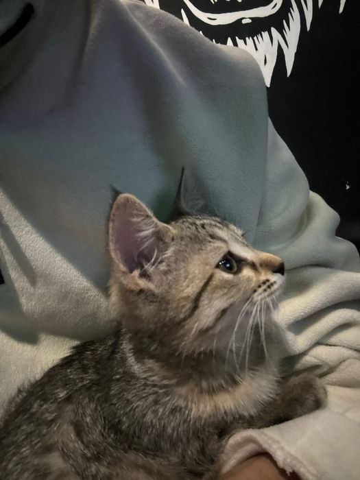 Продается котята