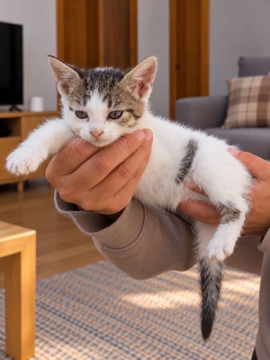 Pisoi dragalasi 8 saptamani