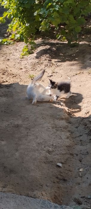 Котенок бесплатно!