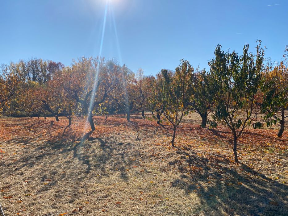 Овощна прасковена градина