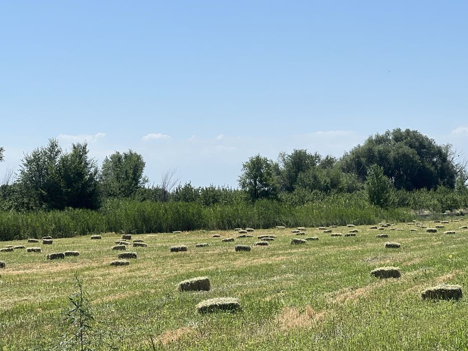 Продается  Сено с арпой