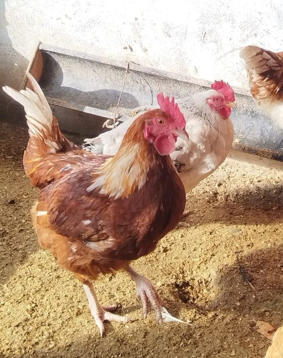 Продам петухов . молодой активный