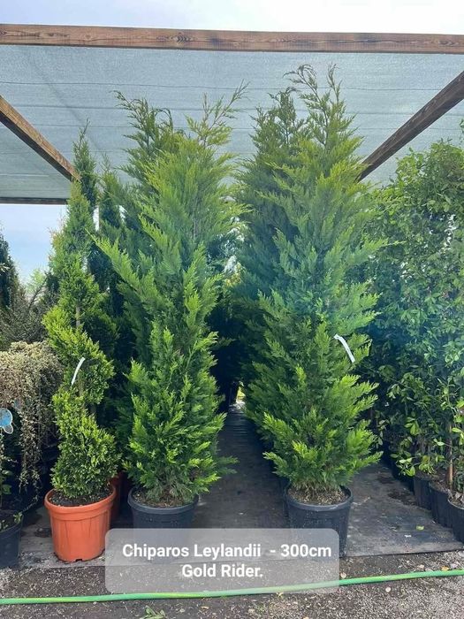 Chiparos Leylandii, leylandii cupressus, Gard viu etc