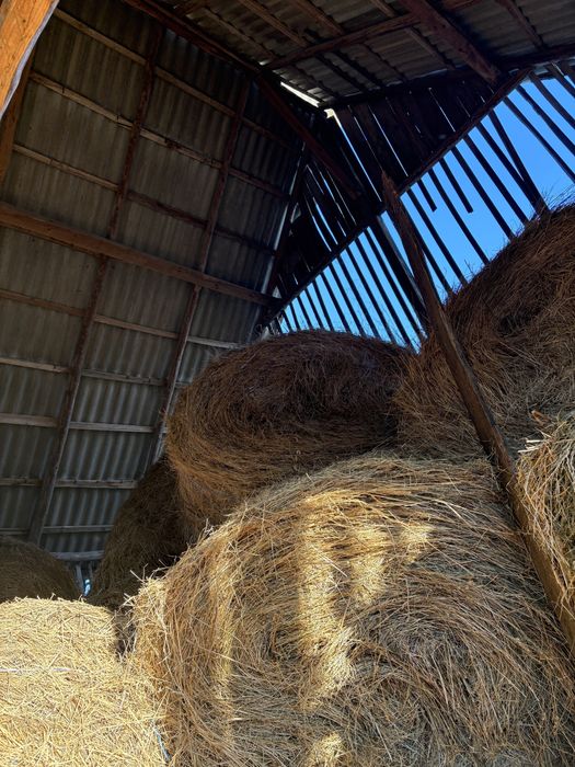 Vând baloți rotunzi
