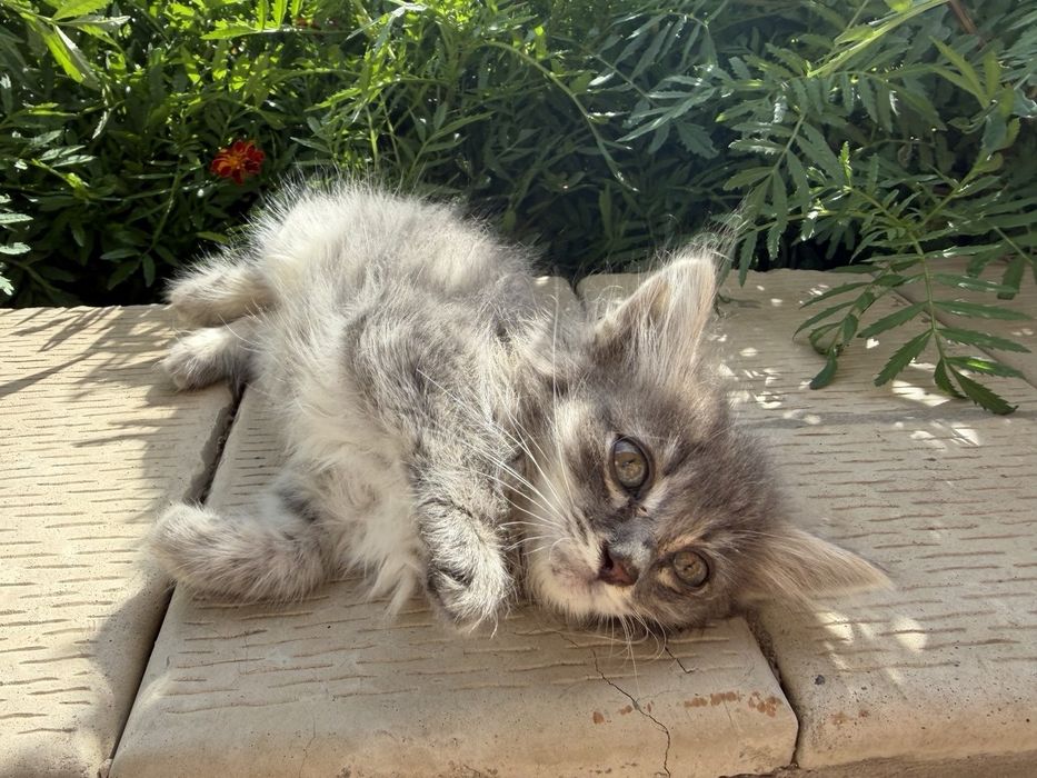Отдам котенка(бесплатно)