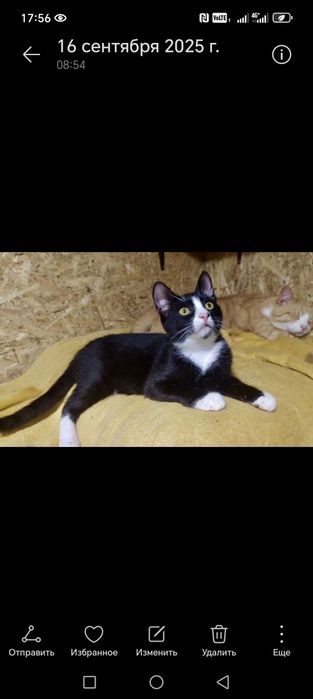 Отдам котят в добрые рукм