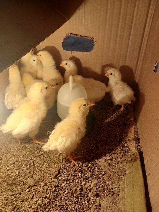 Балапандар сатылады,продаются цыплята Адлер