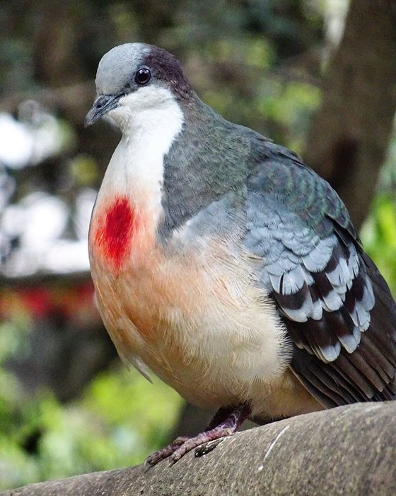 Turturele Luzon bleeding-heart (Gallicolumba luzonica)