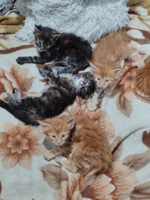 Котята породы Мейн Кун