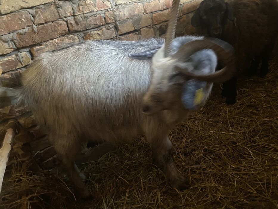 Асыл тукылды ешки сатам