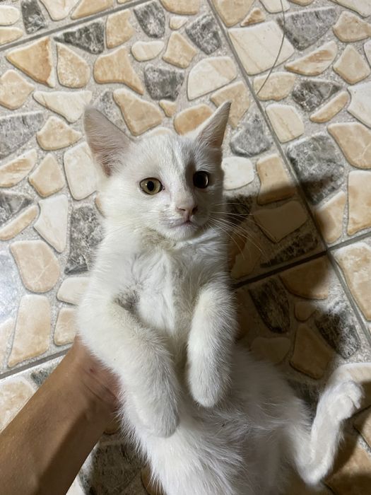 Бесплатно котенок