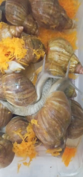 Улитка сотилади 8,9см см