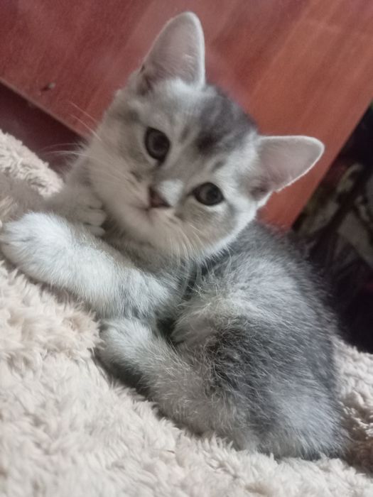 Шиншила кошки продаются