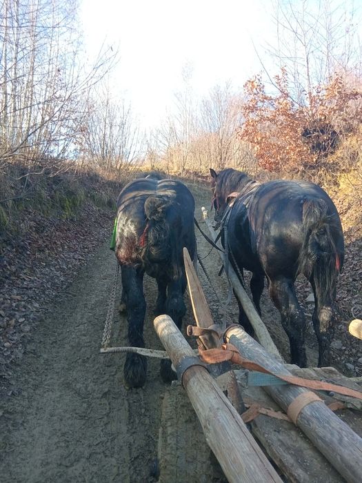 Cai de vânzare  3 și 5 ani