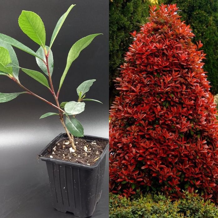 Фотиния йирик баргли
Йирик баргли ф