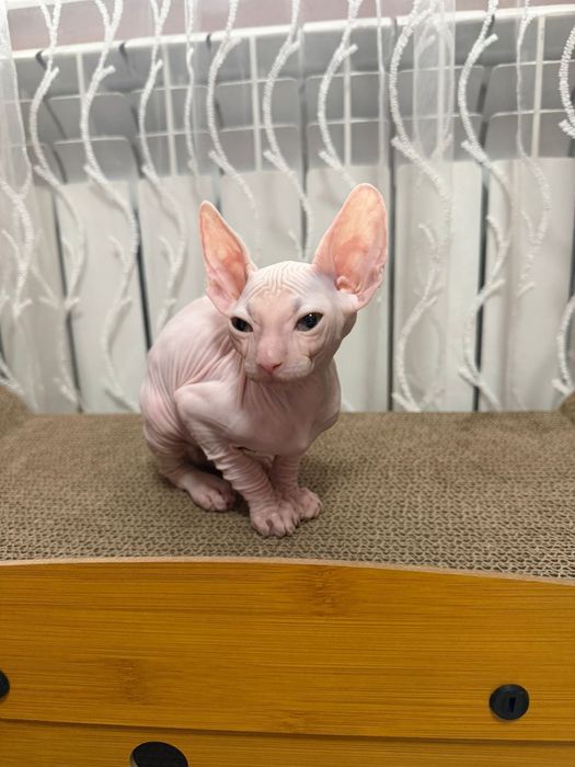 Продам кота сфинкс