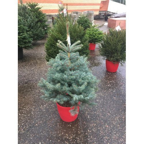 Evropa ignabargli va manzarali darahtlari