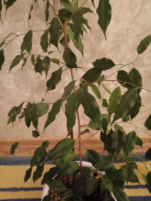 Комнатные цветы.