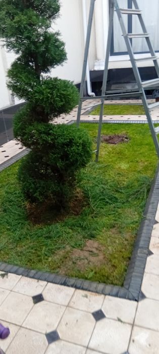 Archa ko‘chatlari xar xil mevali daraxtlar bor