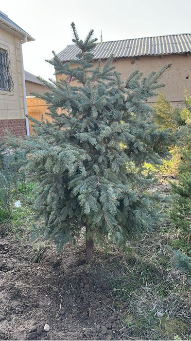 Голубой ель местный сатылады