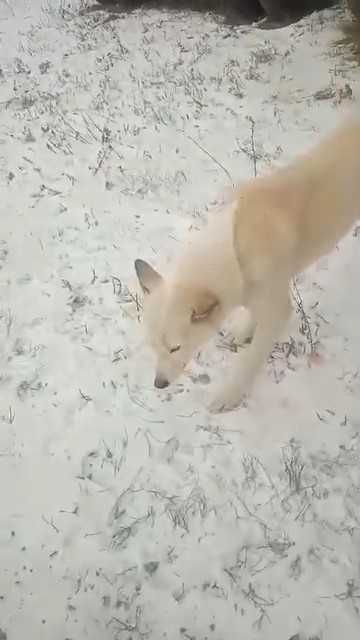 Молодой собаке нужен дом! Срочно!