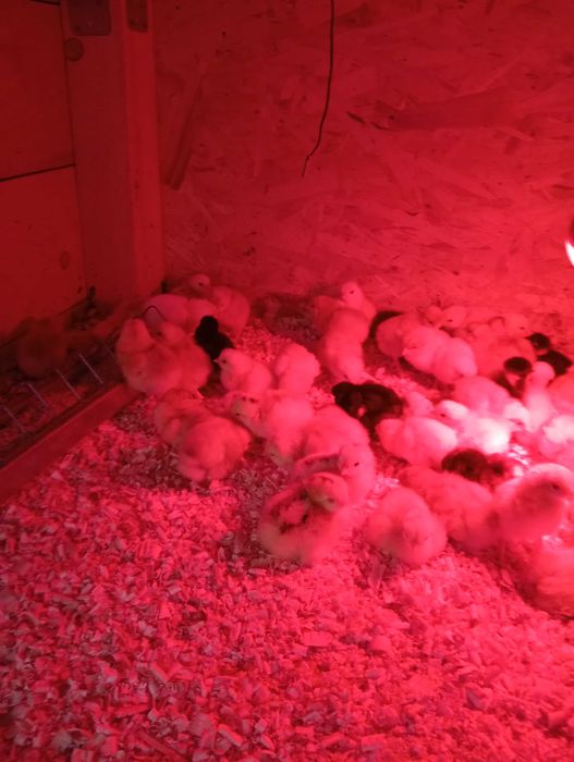 Vând pui de găină de o zi