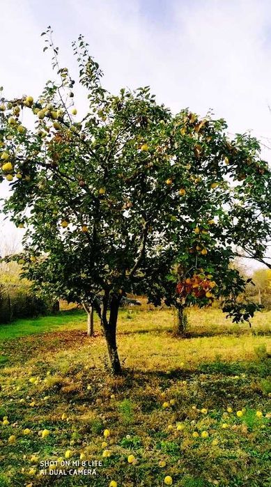 Продава се Парцел в Лом - 1450 кв.м за 3 €/кв.м - Снимка #2