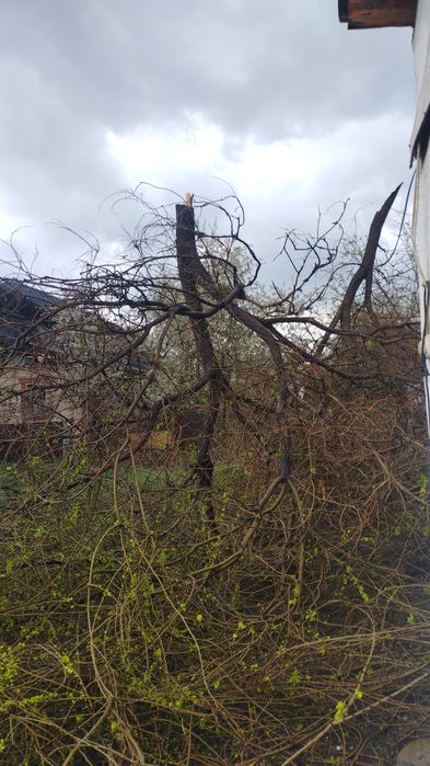 Ассалаумагалекум